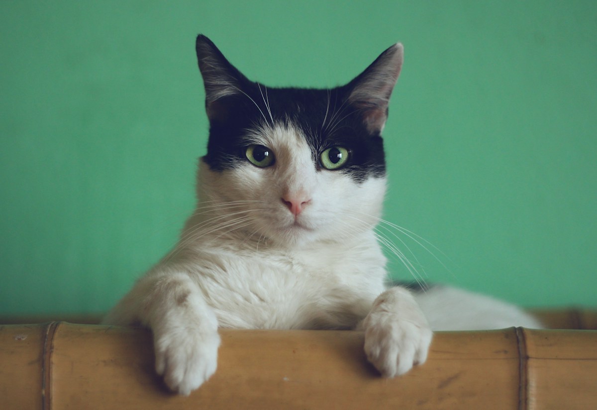 Cat resting at home