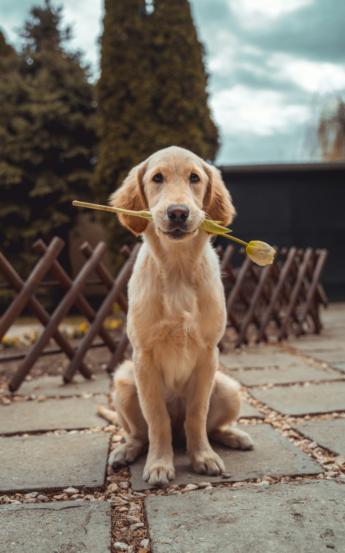 Golden retriever outdoors